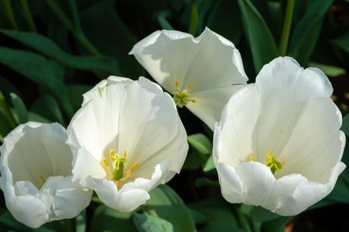 Free Blossoming tender tulips with gentle white petals and green leaves growing in botanical garden with bright sunlight on summer day Stock Photo