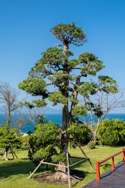 垂直拍攝, 增長, 夏天 的 免費圖庫相片