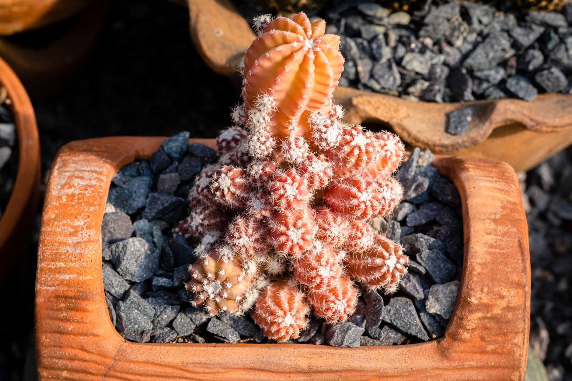 Cactus Hybrid: دليل عملي لتجربة نموذج ذكاء اصطناعي يعرف متى يخطئ