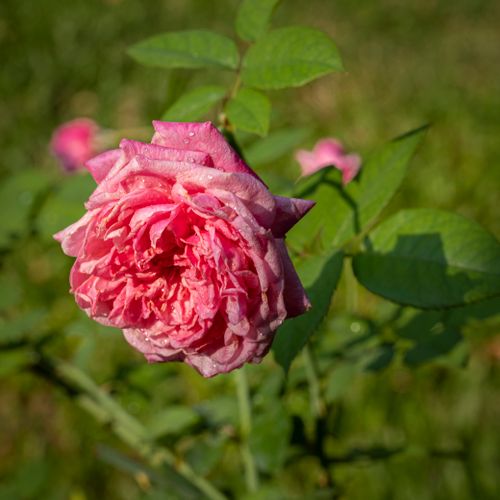 Free Blossoming rose with pink flowers growing on thin stalk with green leaves on grassy lawn in garden on sunny summer day against blurred background Stock Photo