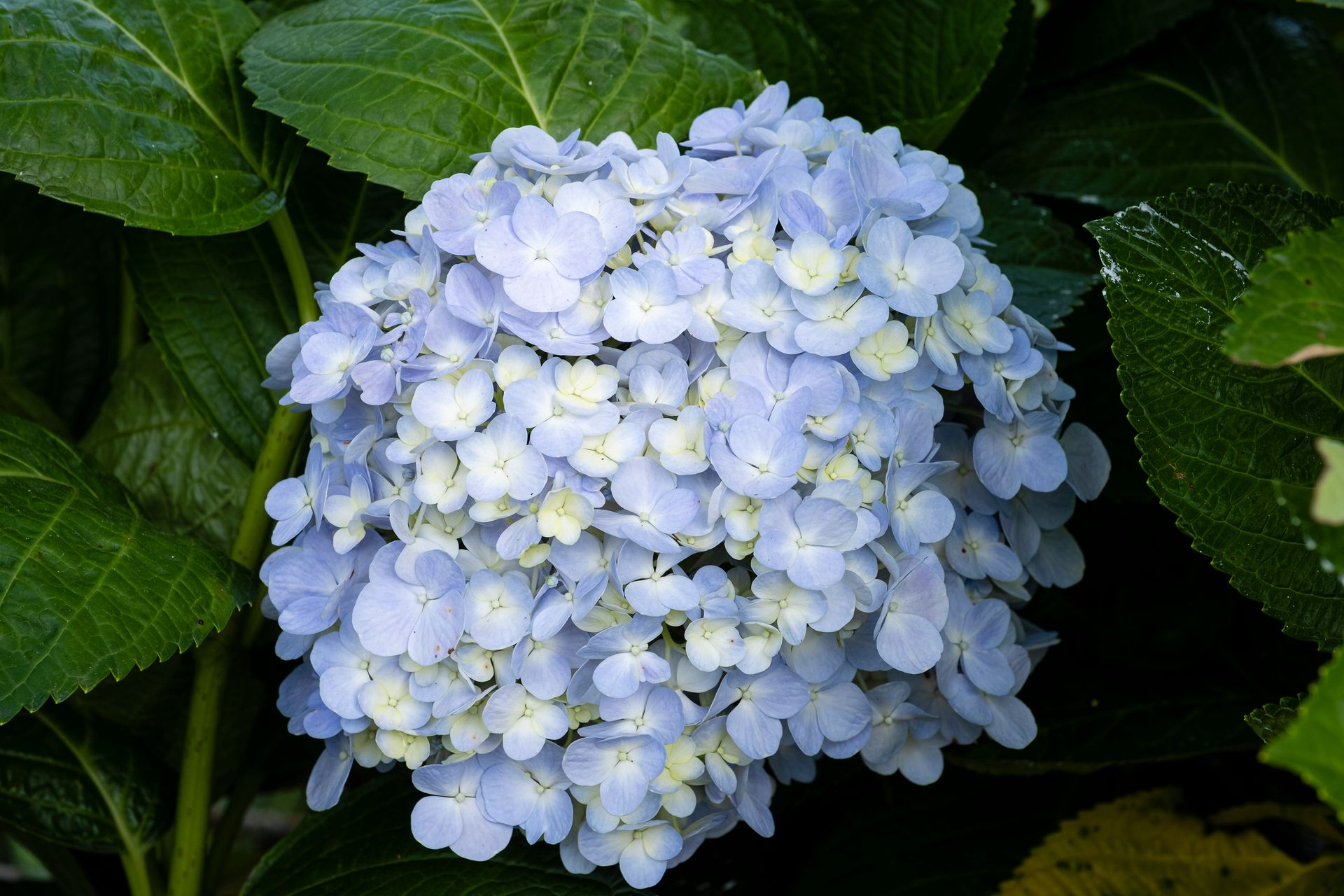 Shrub of small blue Hydrangea flowers growing on bush with green leaves in botanical garden on summer day in countryside