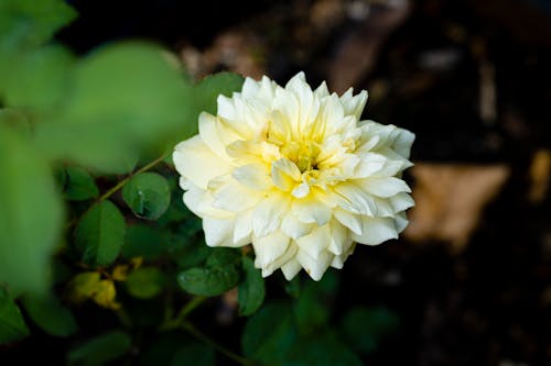 Free White dahlia flower on branch Stock Photo