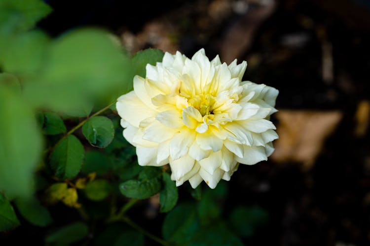 White Dahlia Flower On Branch