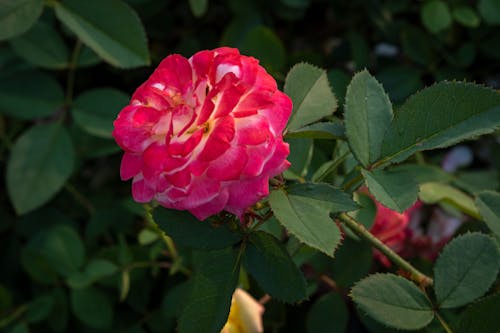 Fotobanka s bezplatnými fotkami na tému aromatický, botanický, botanika