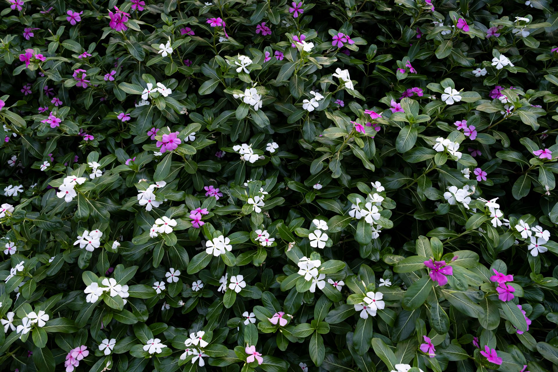 Blossoming white and purple small Catharanthus flowers growing on lush shrub with green leaves in garden on summer day in countryside