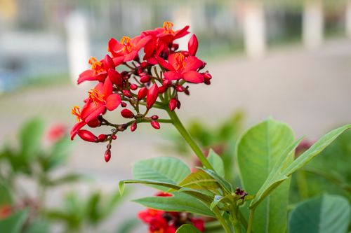 Free Bright red blossoming flowers with gentle petals and green leaves growing in park in daylight Stock Photo