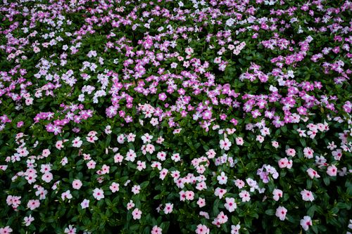 Free From above of blossoming white and violet flowers with green leaves growing together in sunny day Stock Photo