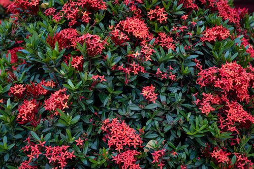 Free Lush green bush with blossoming red flowers growing in garden in sunny day Stock Photo