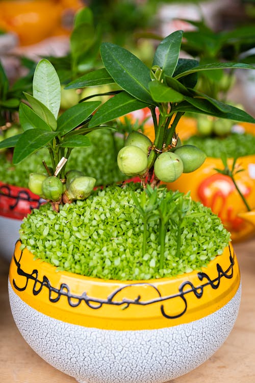 Free Green plant growing in clay pot Stock Photo