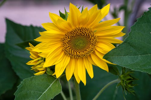 Free Blooming sunflower with yellow petals Stock Photo