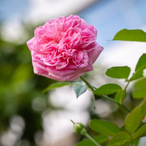 Closeup of blossoming pink rose with green leaves and pleasant aroma growing in park in daylight