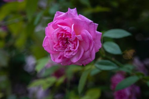Free Closeup of pink blossoming rose with gentle petals and green leaves growing in garden against blurred background Stock Photo