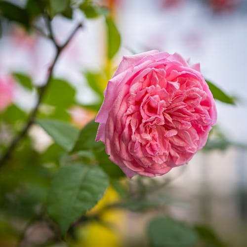 Free Closeup of delicate pink rose blossom with gentle petals and green leaves growing in garden against blurred background Stock Photo