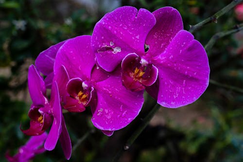 Closeup of gentle violet orchid flowers on green brunch growing in garden in daylight