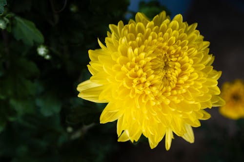 Closeup of blossoming yellow chrysanthemum flower with green leaves against blurred dark background