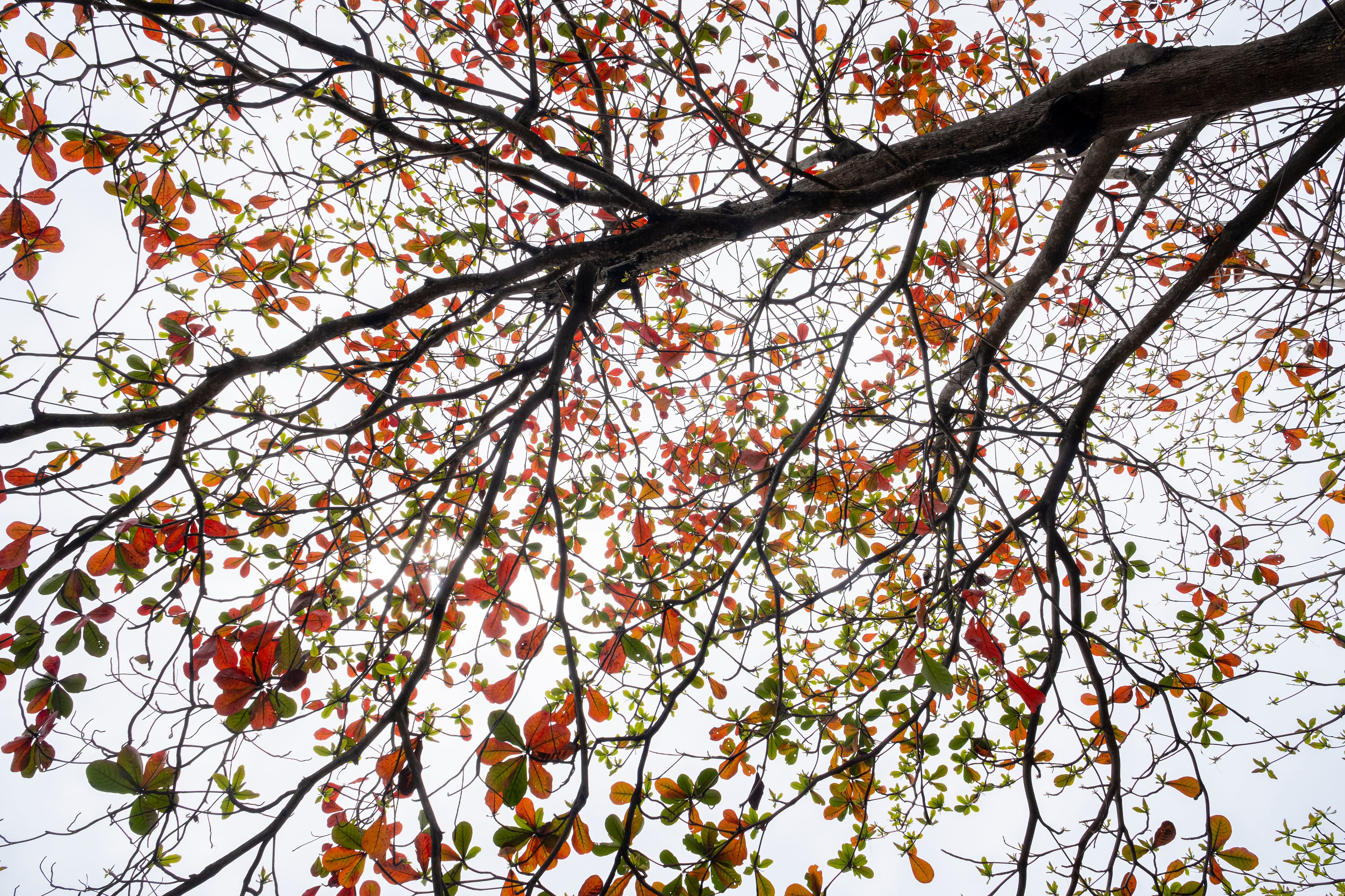 Autumn tree with yellow leaves · Free Stock Photo