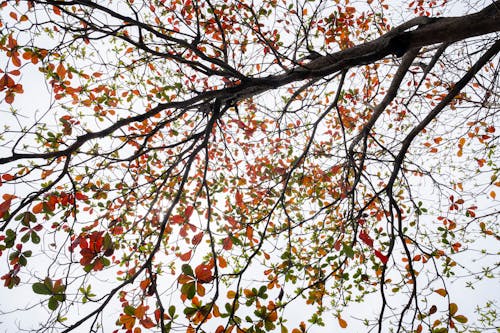 Autumn tree with yellow leaves