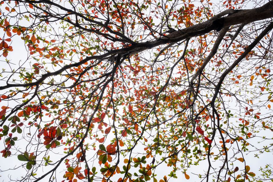 Sunlight filtering through a thinned tree canopy allowing natural light to reach the ground