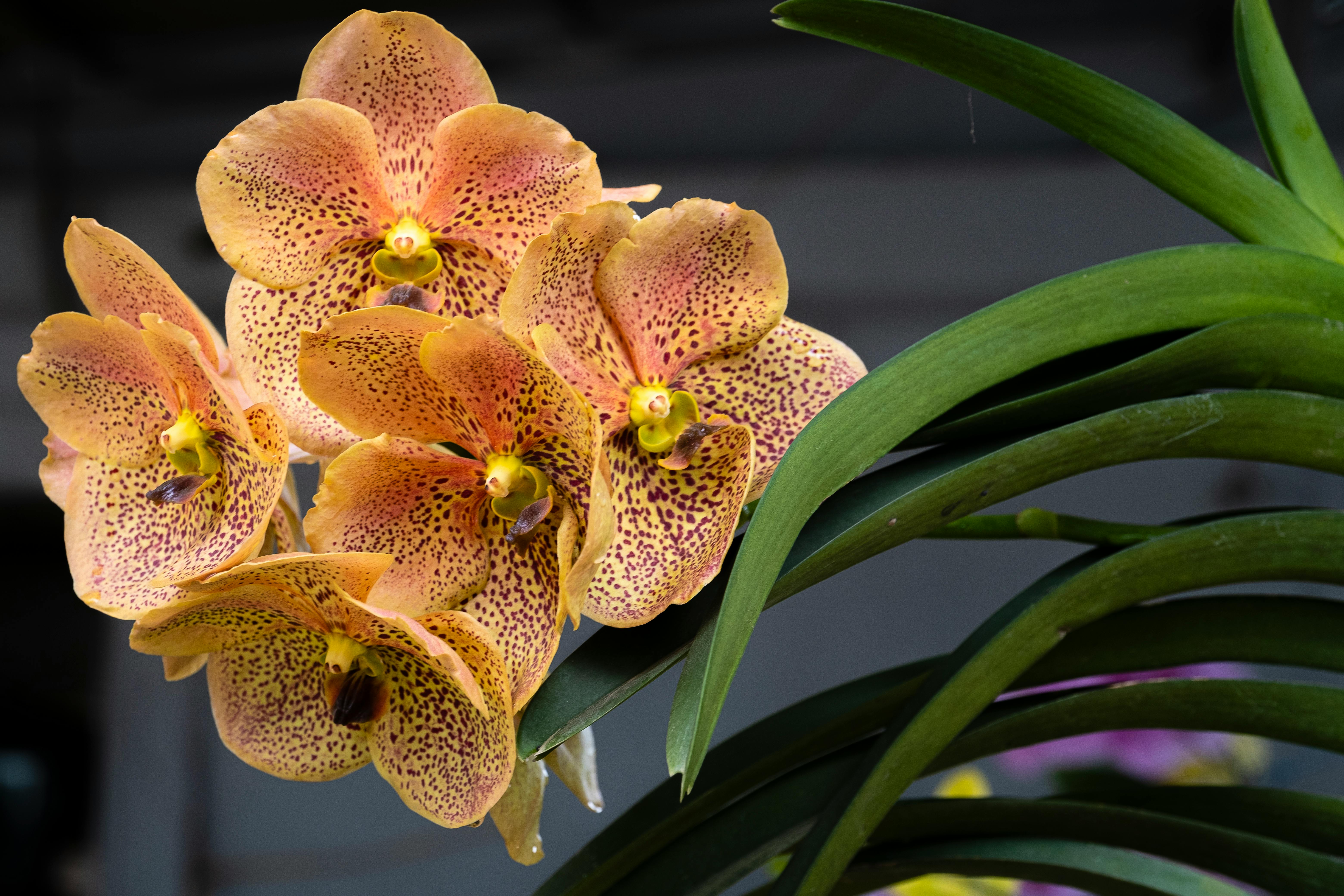 Conseils pour la plantation et la croissance de l'Oncidium Orchidée