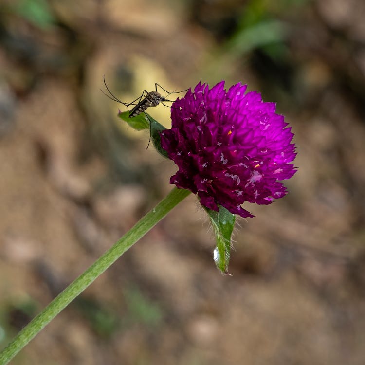 Purple Clover Flower With Mosquito