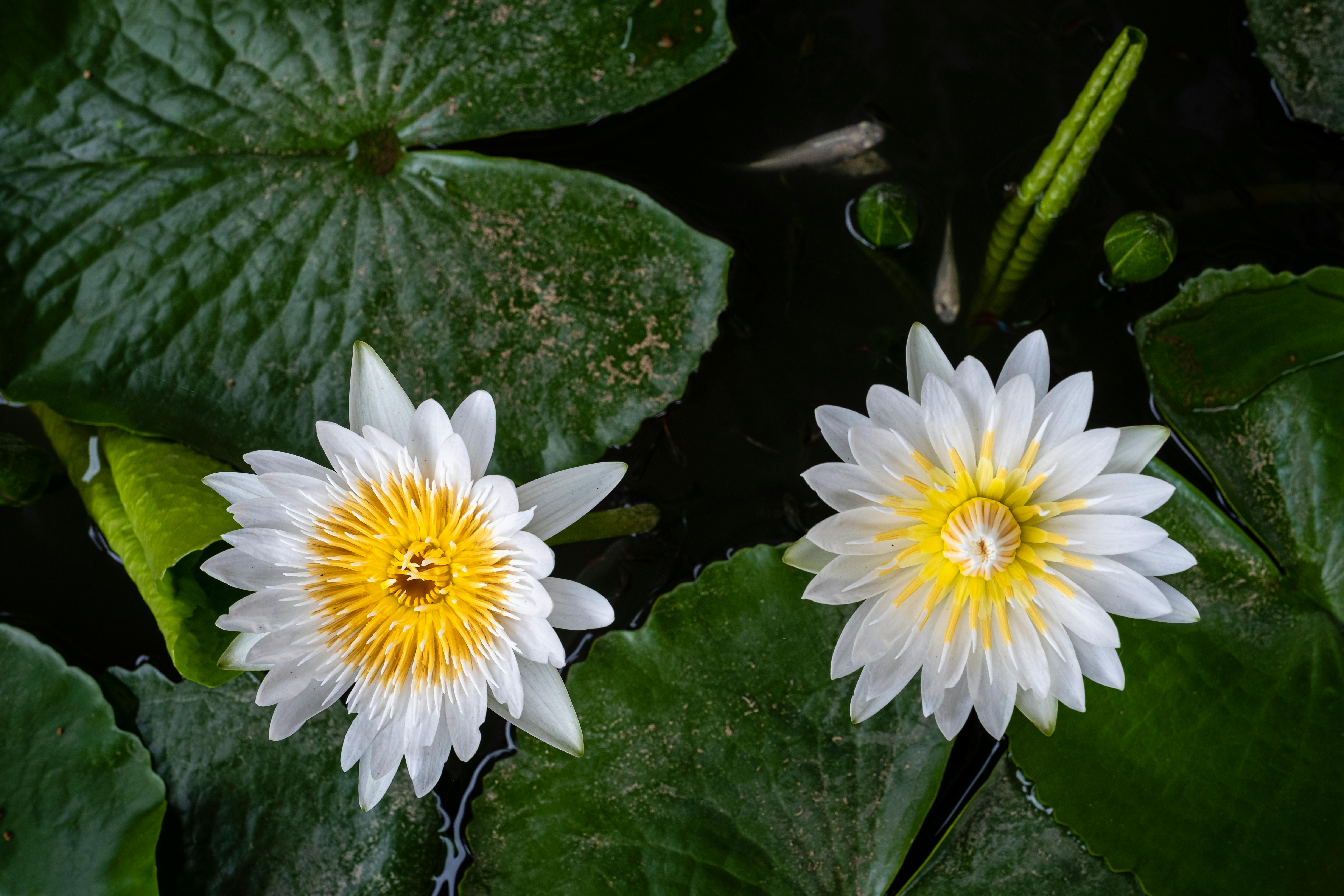 100,000+ Best White Lotus Photos · 100 Free Download · Pexels Stock Photos