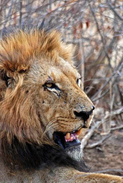 Free Lion Lying on Ground Stock Photo