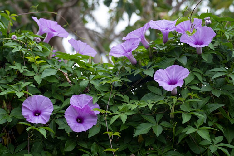 Morning Glory Flowers In Foliage In Garden