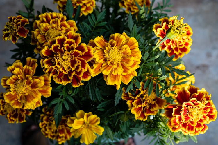 Blooming Yellow And Orange Tagetes Marigold Flowers With Green Leaves