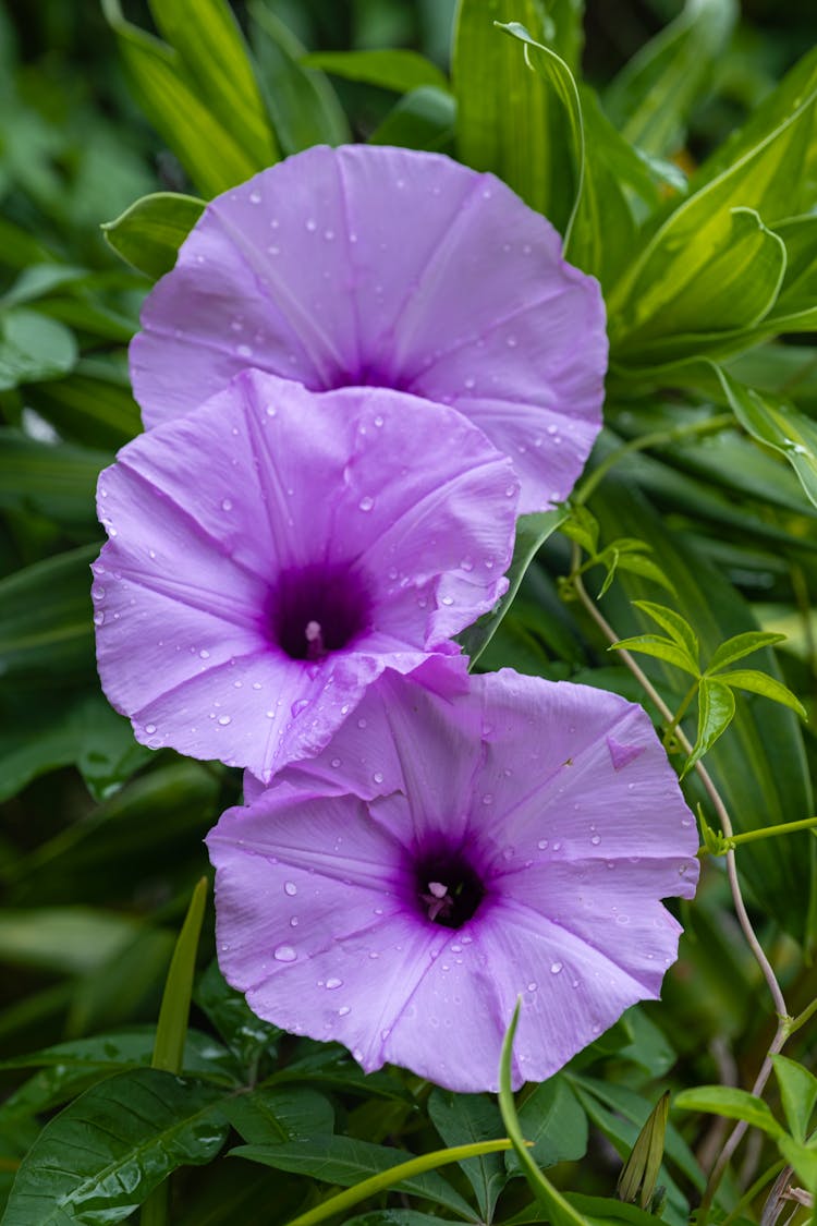 Blooming Light Lilac Morning Glory Flowers In Greenery