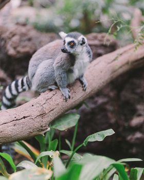 A ring-tailed lemur perched on a tree branch, showcasing its striking tail and natural habitat.