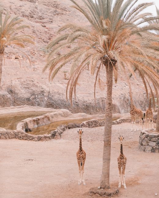 Giraffes standing by palm trees in arid terrain in Fuerteventura, Spain.