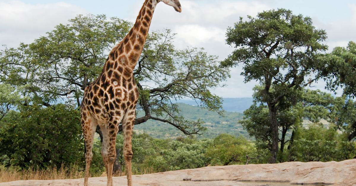 Free stock photo of africa, giraffe, safari