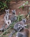 Lemurs on the Ground