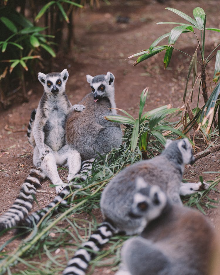 Lemurs On The Ground