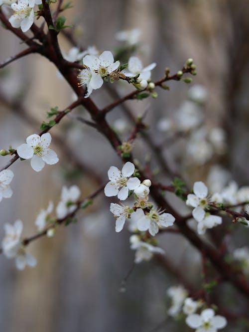 Bezpłatne Darmowe zdjęcie z galerii z białe kwiaty, czas wiosny, delikatny Zdjęcie z galerii