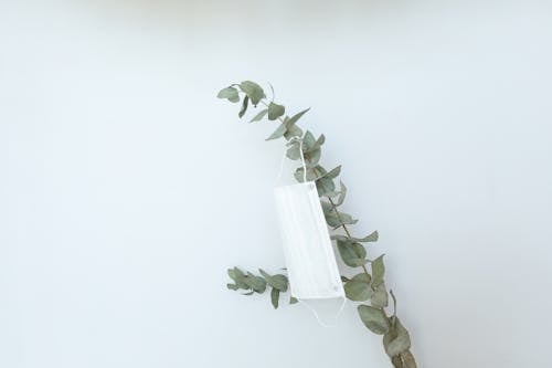 Free Face Mask Hanging on a Plant Stock Photo