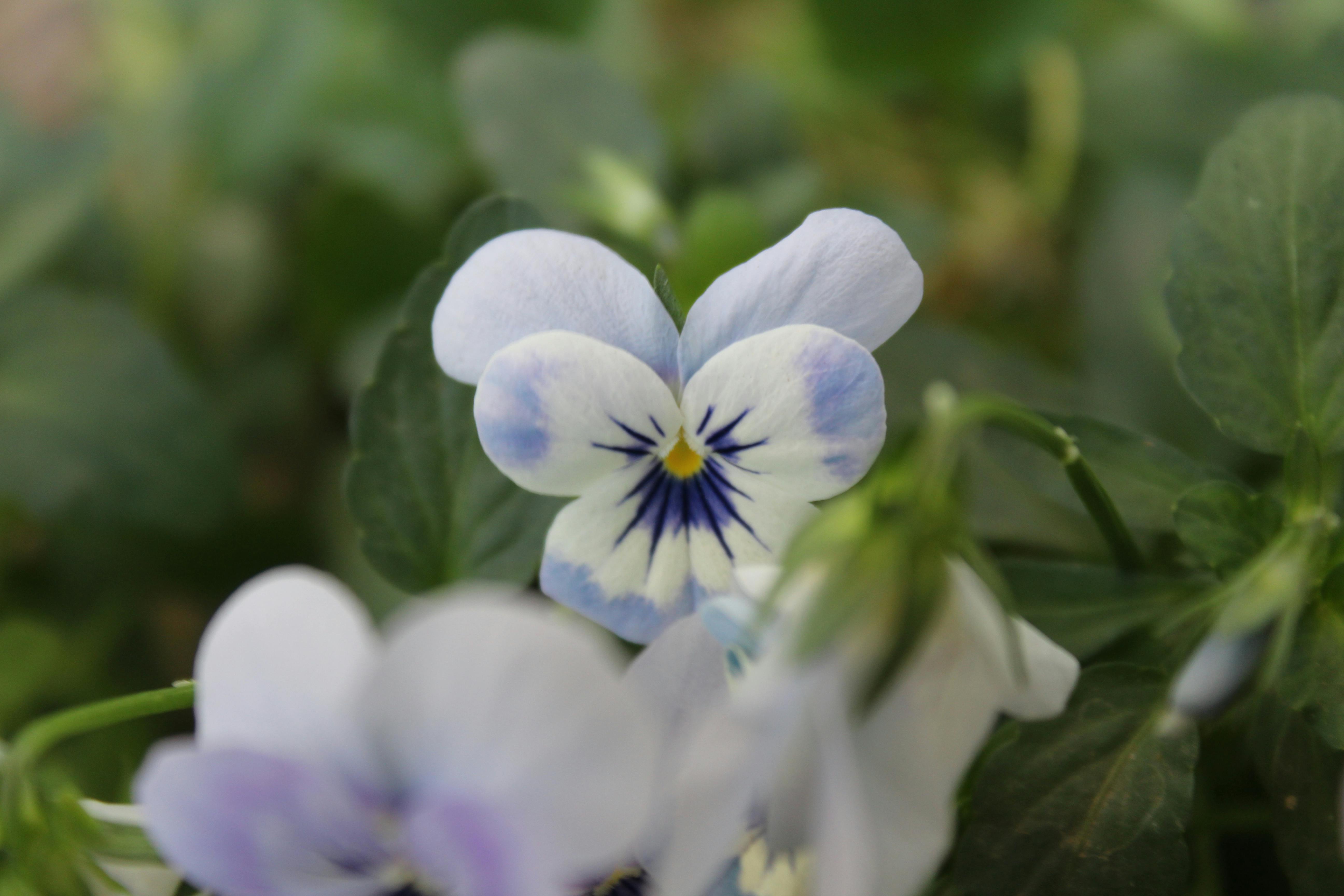 不思議の国のアリスの花の無料の写真素材