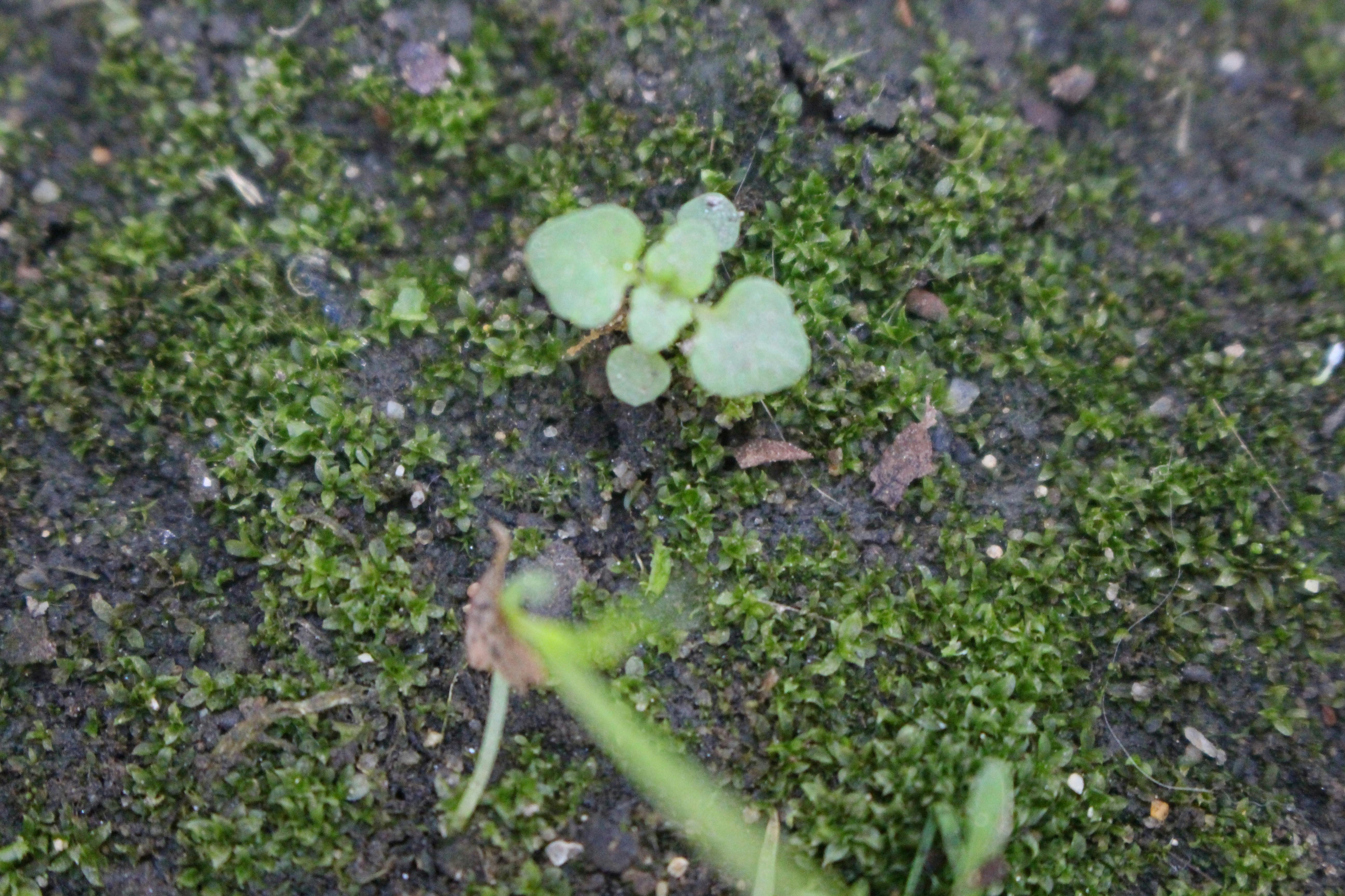 Microscopic image of plant cells