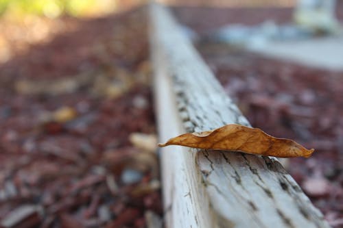 Free Selective Photo of Dried Leaf Stock Photo
