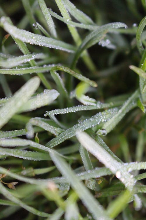 бесплатная Капли на зеленой траве в макросъемке Стоковое фото
