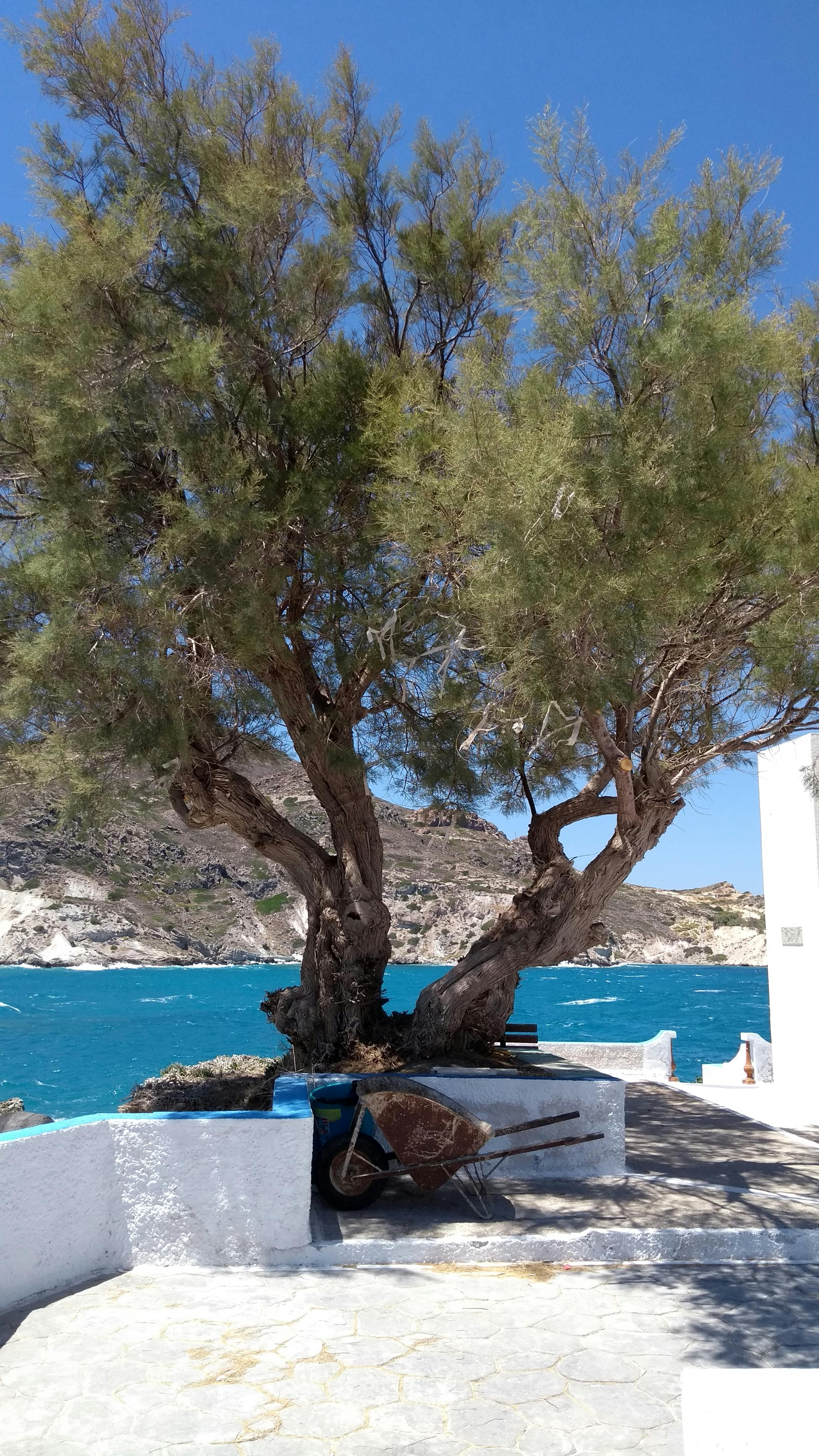 Free stock photo of grece, sea, tree