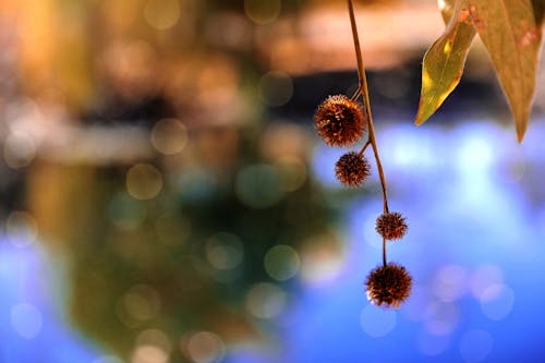 Fotografia Con Spostamento Di Inclinazione Del Fiore Rosso