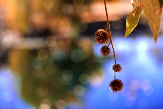 Close-up of seed pods with an artistic bokeh background in autumn colors.