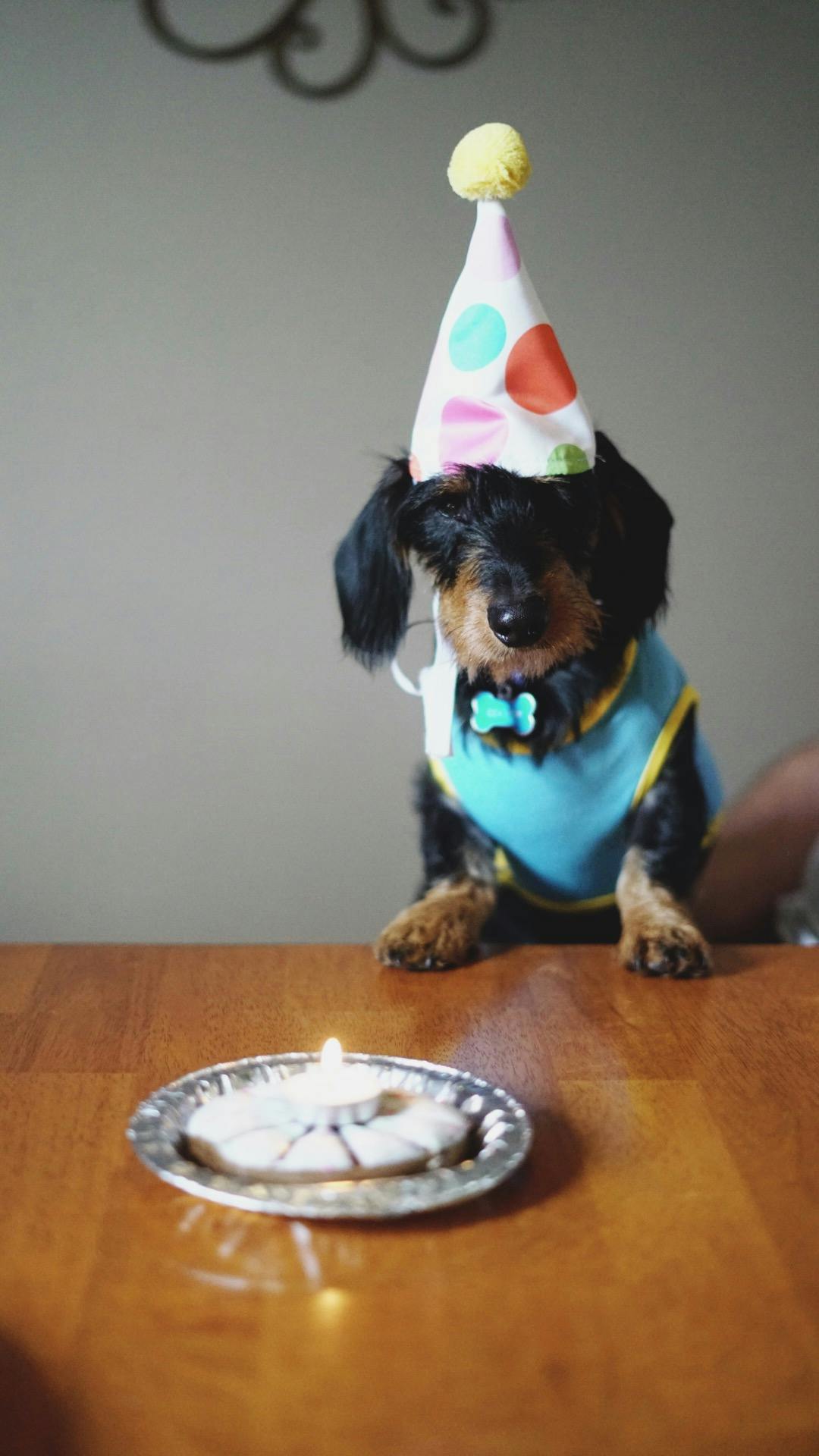 dog with party hat