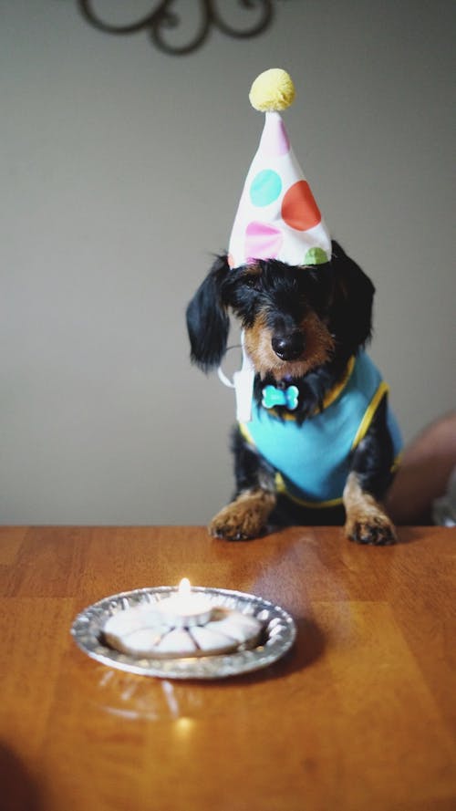 Free Dog with Party Hat  Stock Photo