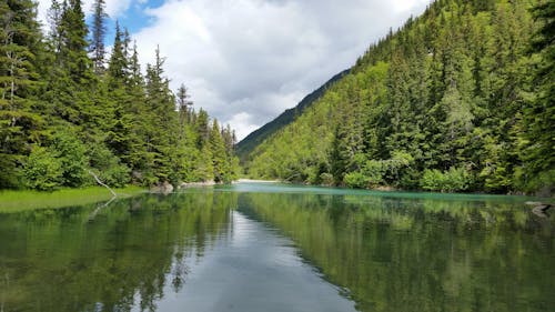 Foto d'estoc gratuïta de Alaska, arbres, bosc