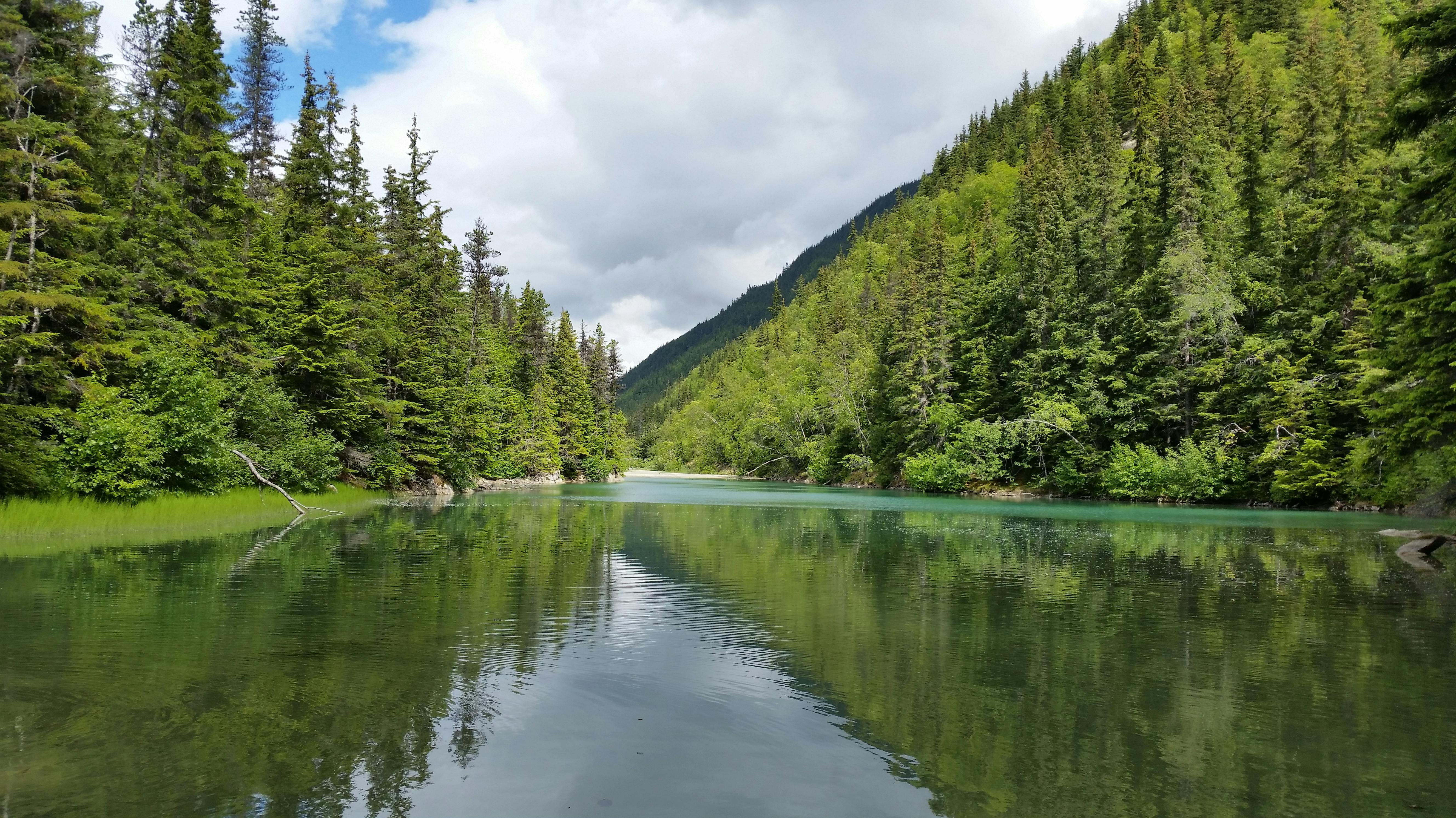 Free stock photo of alaska, forest, Skagway