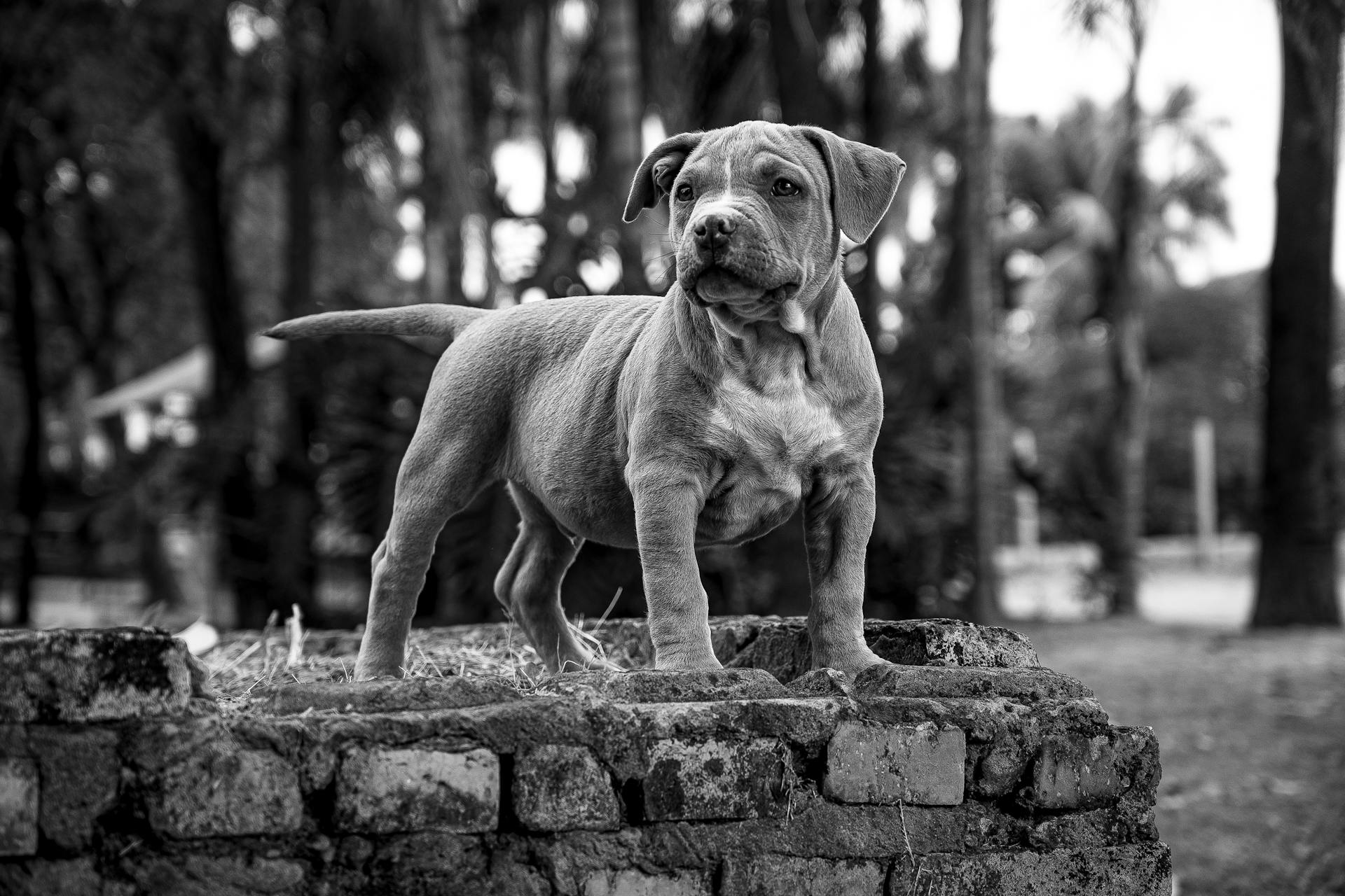 A Grayscale Photo of a Pitbull on a Concrete Blocks