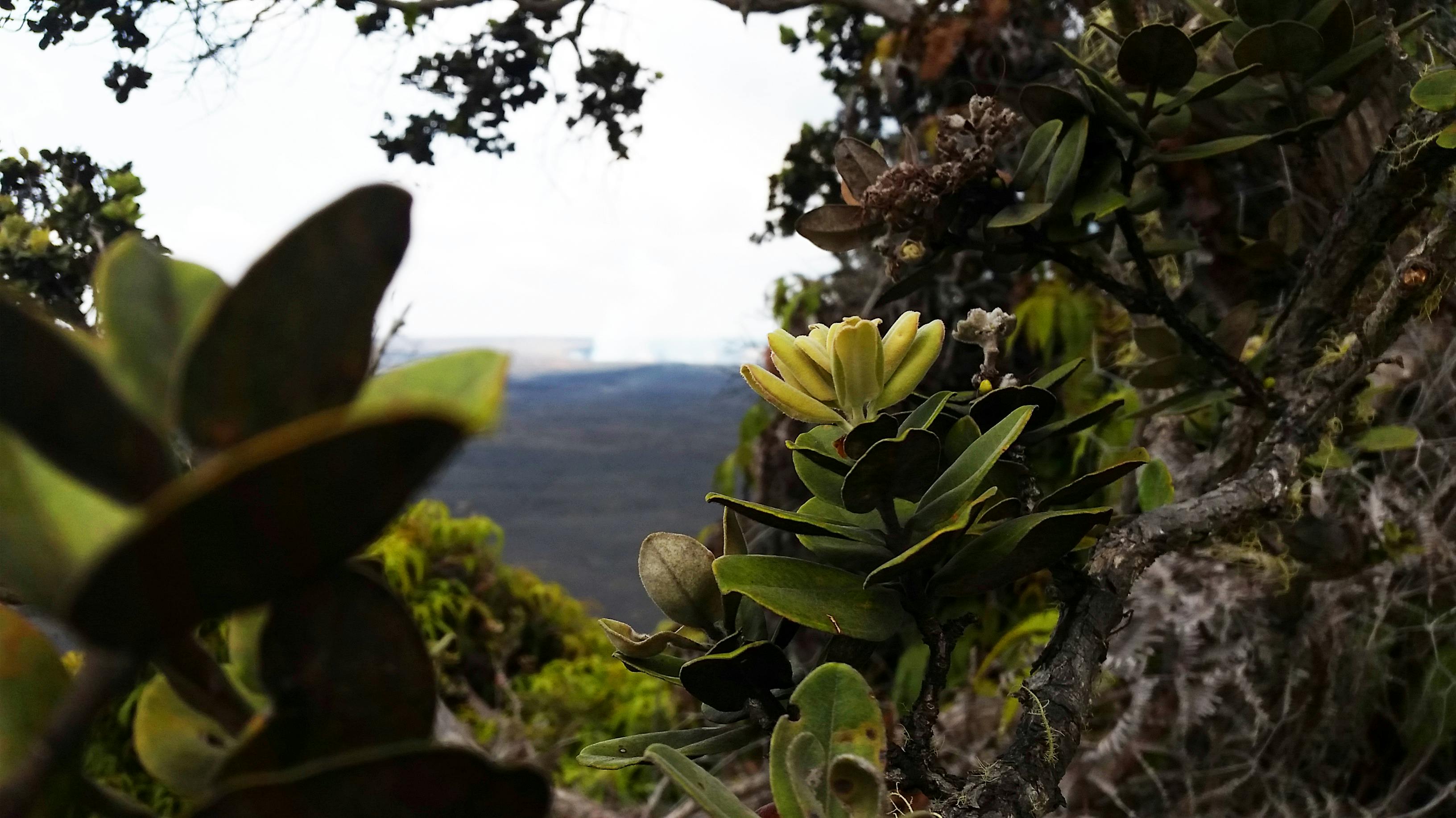 ハワイ 火山 花の無料の写真素材