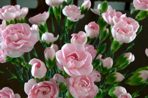 핑크 꽃의 초점 사진